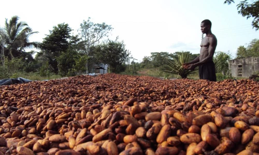Αφρική: Σκληρός πόλεμος καρτέλ στον "γλυκό κόσμο" της σοκολάτας